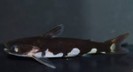 Ninja cat fish — 7